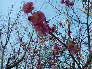 DSCN0137.JPG